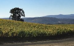 Argyle Giving Tree Vineyard Winery Image