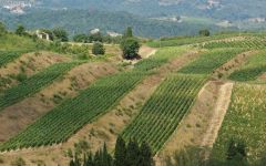 Badia a Coltibuono Badia a Coltibuono Vineyards Winery Image