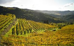 Lamole di Lamole  Winery Image