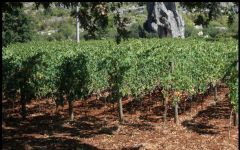 Cantina Gabriele  Winery Image