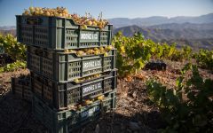Bodegas Jorge Ordonez Malaga Winery Image