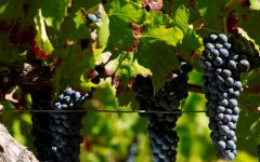 Chateau Pey La Tour Merlot Grapes Winery Image