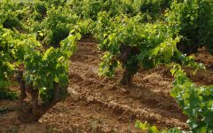 Chateau de Nalys Terroir Winery Image