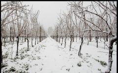 Cantina Gabriele  Winery Image