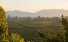Odfjell Winery Image