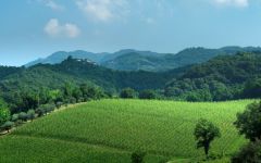 Bertani The Lush Bertani Vineyard Winery Image