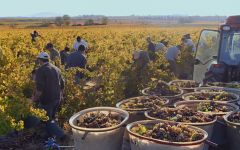 Jadix Jadix Picpoul de Pinet Harvest Winery Image
