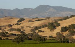 Firestone  Winery Image