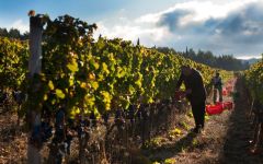 Tenuta Sette Cieli Winery Image