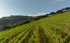 Burgess Cellars Sorenson’s Vineyard Winery Image