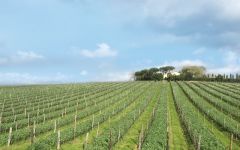Capezzana Organic Vineyards Winery Image