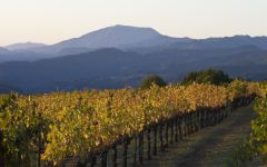 Continuum 2010 | Wine.com