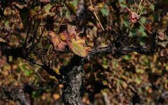 Chateau Laurou  Winery Image