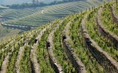 Ramos Pinto Vineyard Overview Winery Image