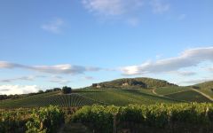 Antinori The Tenuta Tignanello Estate Winery Image