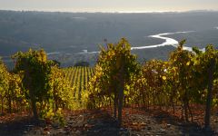 Leyda Leyda's Maipo River Winery Image