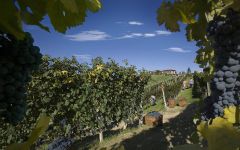 Bruno Giacosa Vineyard Falletto of Serralunga Winery Image