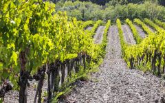 Terre Nere Terre Nere Vineyards Winery Image