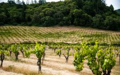 Mayacamas Mayacamas Vineyard Winery Image