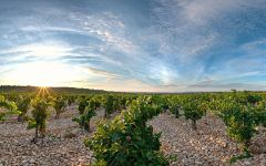 Maison Brotte Sustainably Farmed Winery Image