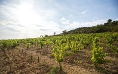 Remelluri  Winery Image