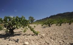 Bodegas Juan Gil Jumilla's Sandy and Pebbled Soils Winery Image