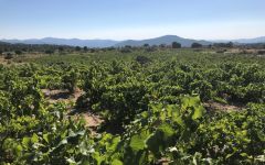 Pegaso Bush Trained Garnacha Vines Winery Image