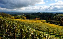 Portlandia Winery  Winery Image