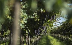 Bernard Magrez Vines Winery Image