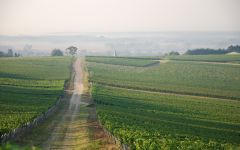 Saget la Perriere  Winery Image