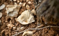 Simonnet-Febvre Limestone Soil Winery Image
