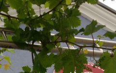 Aichenberg Aichenberg Estate Winery Image