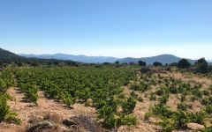 Pegaso Old Vine Mountain Garnacha Winery Image