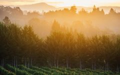 Kosta Browne Keefer Ranch Vineyard Winery Image