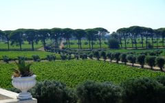 Li Veli Masseria Li Veli Estate Winery Image