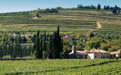 Tommasi Winery Image