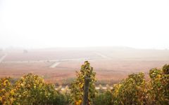Los Vascos Los Vascos Vineyard Winery Image