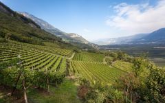 Nals Margreid High altitude vineyards above Margreid Winery Image