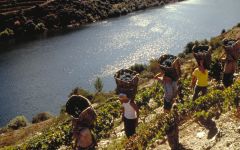 Graham's Vintage Port 1983 | Wine.com Graham's Vintage Port 1983 | Wine.com