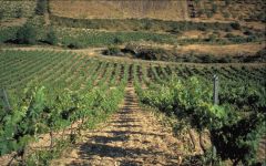 Argiolas Argiolas Vineyard Winery Image