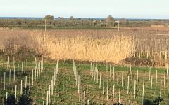 Di Majo Norante Winery Image