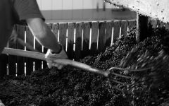 Charles Heidsieck Harvest of 2016 Winery Image