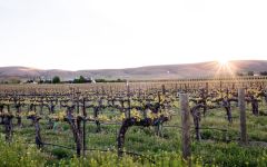 Hedges Family Estate Magical Red Mountain Sunlight Winery Image