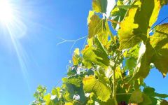 Chateau Puech-Haut Grapes Winery Image