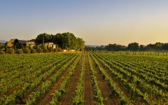 Familia Torres Pazo das Bruxas Albarino 2024