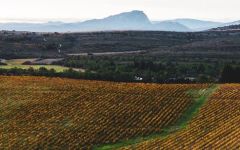 Chateau Puech-Haut Estate Winery Image