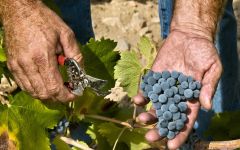 Bodegas Juan Gil Hand-Harvested Monastrell Grapes Winery Image