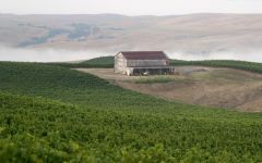 MacRostie Wildcat Mountain Vineyard Winery Image