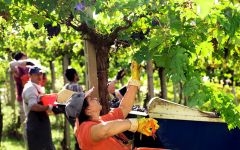 Fattoria La Valentina Winery Image