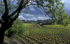 Abbotts & Delaunay Abbotts & Delaunay: Sustainable Focus Winery Image
